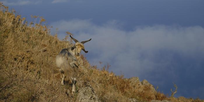 Capre selvatiche ad Alicudi: una problematica in crescita