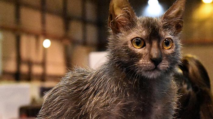 Il Lykoi: Il Gatto Lupo dall’Aspetto Unico