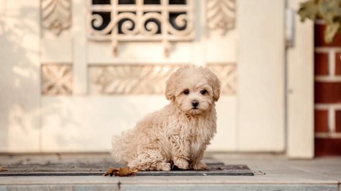 Il Maltipoo: un incantevole ibrido tra Maltese e Barboncino