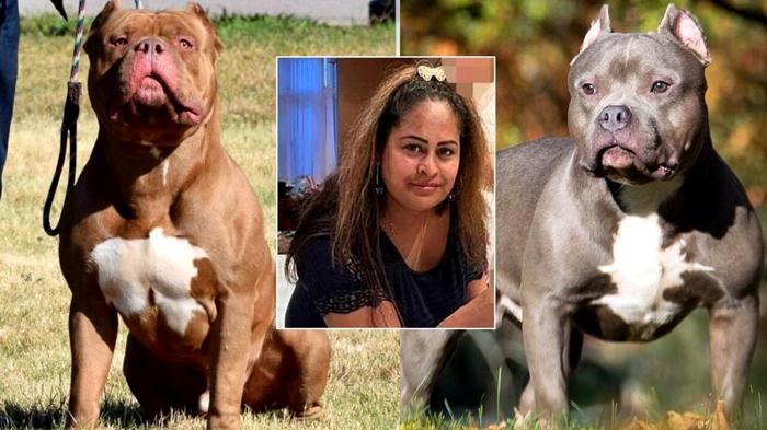 Tragedia a Londra: Donna uccisa dai suoi cani XL Bully