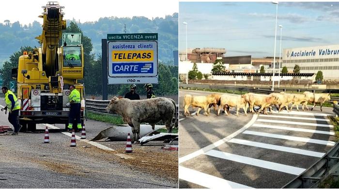 Grave incidente autostradale coinvolgente camion di bestiame