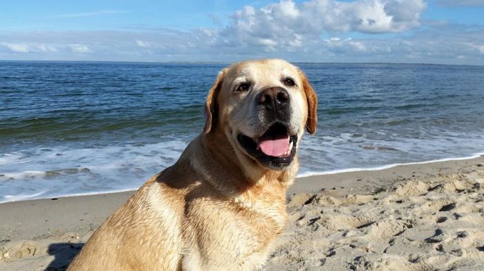 Tragica morte di un cane maltrattato: giustizia per l’animale