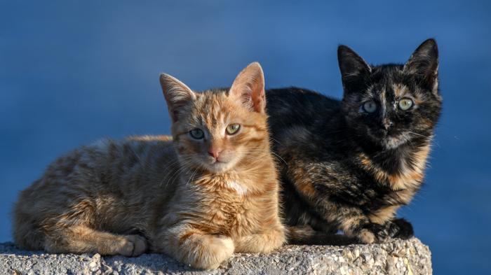 Strutture di accoglienza per cani e gatti abbandonati