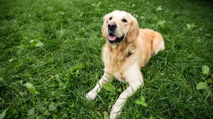 Le migliori combinazioni di incroci con il Golden Retriever