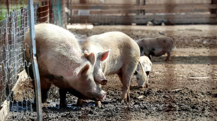 La Felinese: Impatto della peste suina sull’azienda salumiera