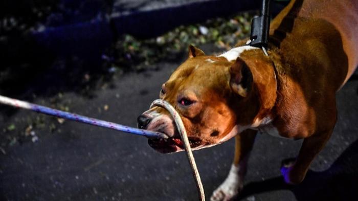 Aggressioni da Pitbull: Incidenti in Sardegna e Puglia