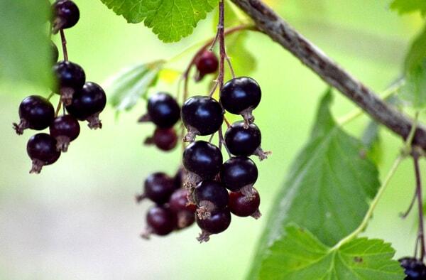 Ribes nero