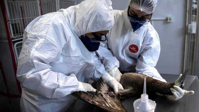 Controversia Messico-Oms sull’influenza aviaria H5N2