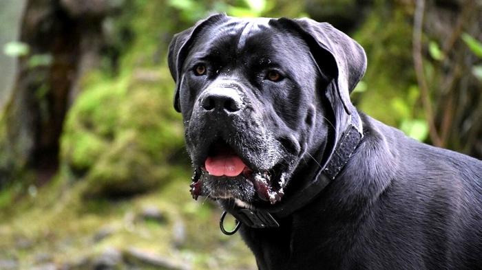 Violenta aggressione da cane a Alessano: anziana ricoverata in condizioni gravi