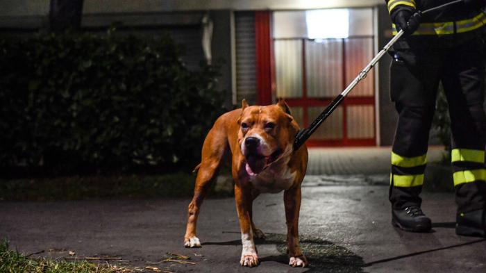 Funerali bimbo morto pitbull: dibattito sulle razze pericolose