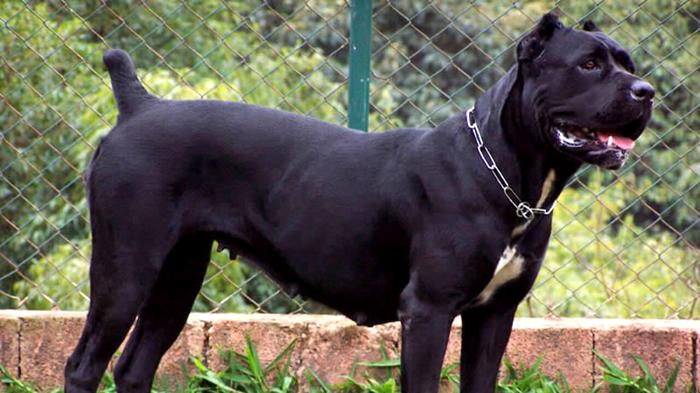 Tragedia ad Alessano: donna di 98 anni aggredita mortalmente da cane corso del nipote