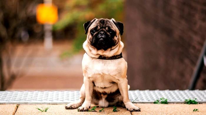 Perché il tuo cane si siede durante le passeggiate: segnali da non ignorare