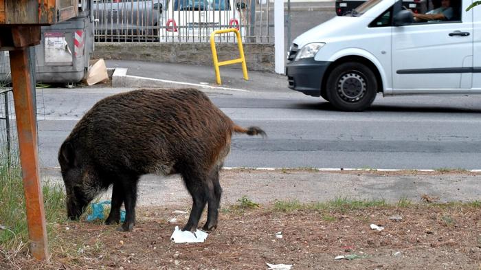 Emergenza cinghiali in Italia: Coldiretti in prima linea