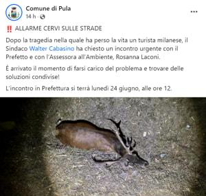 comune di pula allarme cervi-2