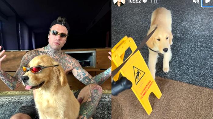 Fedez adotta cucciolo Golden Retriever: Silvio, omaggio a Berlusconi?