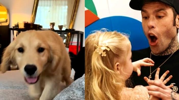 Fedez presenta Silvio, il nuovo cucciolo di Golden Retriever