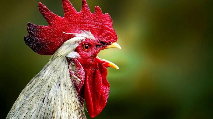 Vietato il gallo in campagna: la nuova regolamentazione a Mestre