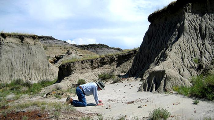 La scoperta del T-Rex: l’avventura di tre giovani paleontologi