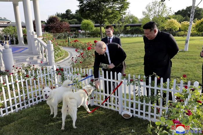 I due cani Pungsan regalati da Kim a Putin (Foto LaPresse)