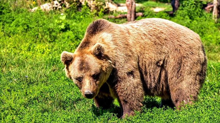 Polemiche sull’abbattimento degli orsi in Slovacchia