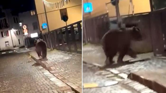 Orso avvistato di notte a Malé, Trentino: polemiche e preoccupazione