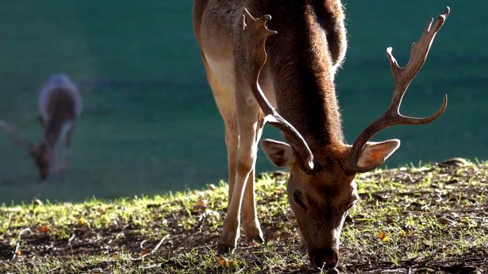 La Caccia Etica: Tra Alimentazione, Ambiente e Tradizione