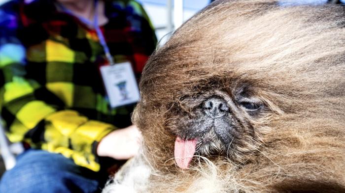 Il cane più ‘brutto’ del mondo: Wild Thang vince il concorso 2024