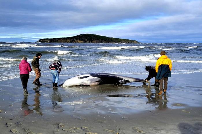 La rara balena trovata spiaggiata in Nuova Zelanda (Foto LaPresse)