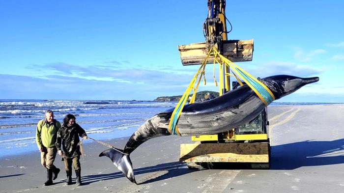Misteriosa balena dai denti a spatola spiaggiata in Nuova Zelanda