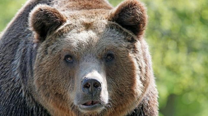 Polemiche sull’abbattimento dell’orsa Kj1 nel Trentino