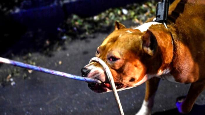 Aggressione di un pitbull a L’Aquila: tre feriti