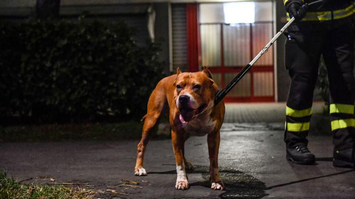 Bambino aggredito da pitbull: ricoverato ma fuori pericolo