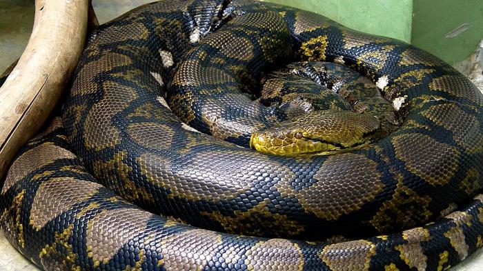 Donna scomparsa e ritrovata dentro un pitone gigante in Indonesia