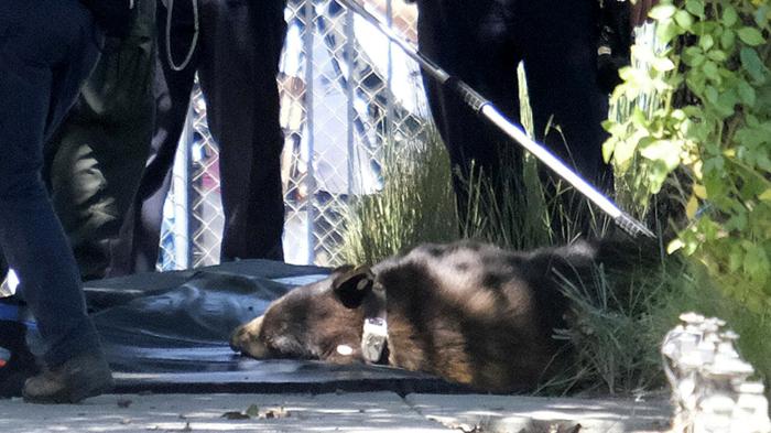 Crescente presenza di orsi in Giappone: polemiche sullo sparo facilitato