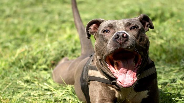 Attacco di cane ad una bambina: riflessioni sulle razze pericolose