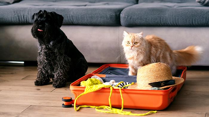 Come Organizzare le Vacanze con Cani e Gatti