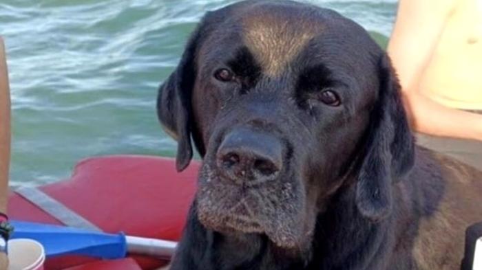 Ziggy, il labrador coraggioso che ha sfidato il mare