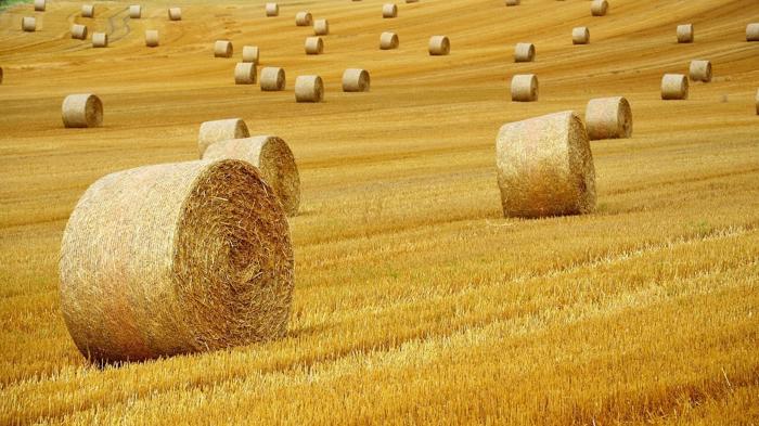 Tragico incidente in un’azienda agricola: uomo schiacciato da una balla di fieno