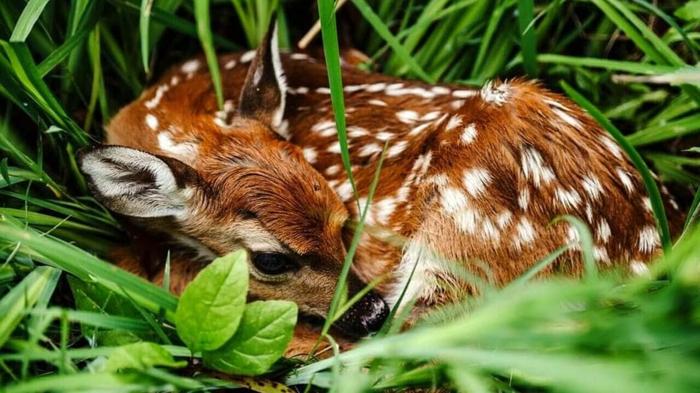 Caccia ai cervi in Abruzzo: controversie e tariffe