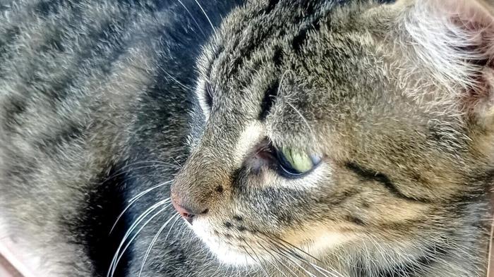 Tragico incidente a Chieti: gatto gettato per errore tra i rifiuti