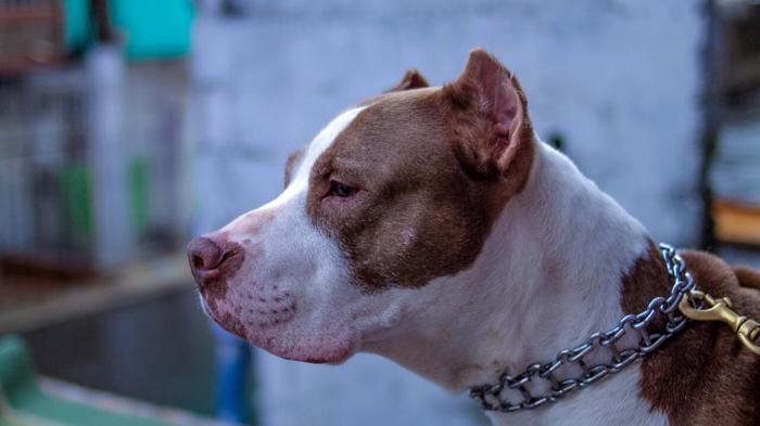 Pitbull ucciso a coltellate a Palermo: indignazione e ricerca del responsabile