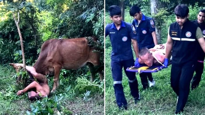 Turista russo tenta di violentare mucca in Thailandia