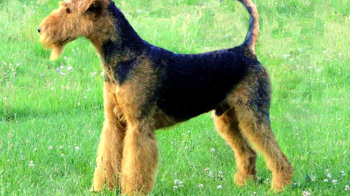 L’Airedale Terrier: Il Re dei Terrier