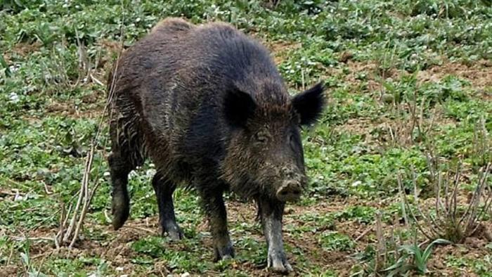 Cinghiale travolge ragazzino su monopattino a Morigerati