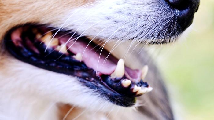 La Dentizione nei Cuccioli di Cane: Guida Completa