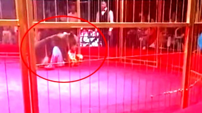 Domatore attaccato da orso durante spettacolo circense