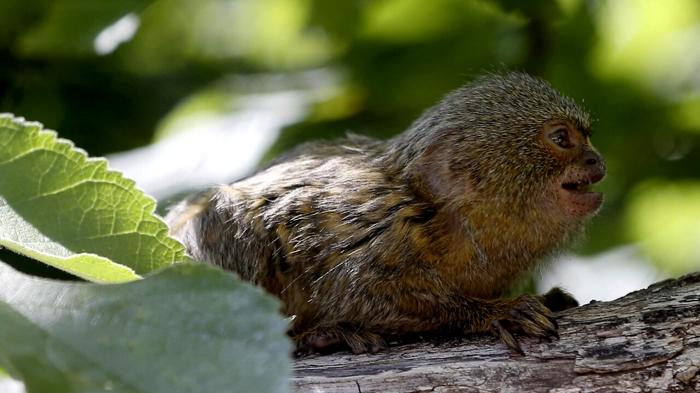 Scoperta la comunicazione tramite nomi nelle scimmie marmoset