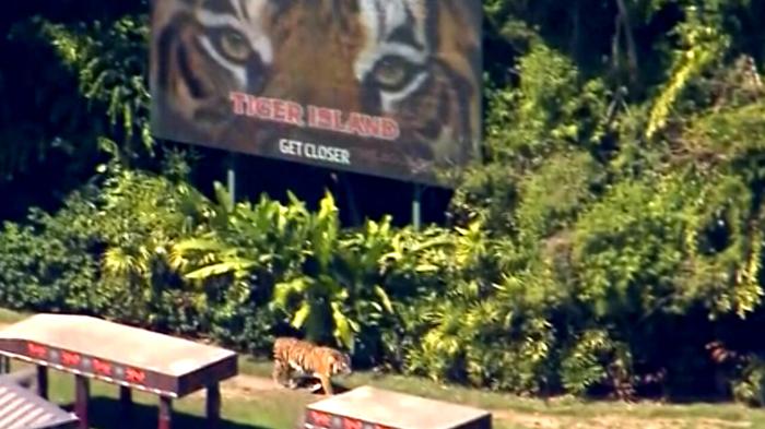 Tigre attacca addestratrice in parco divertimenti in Australia