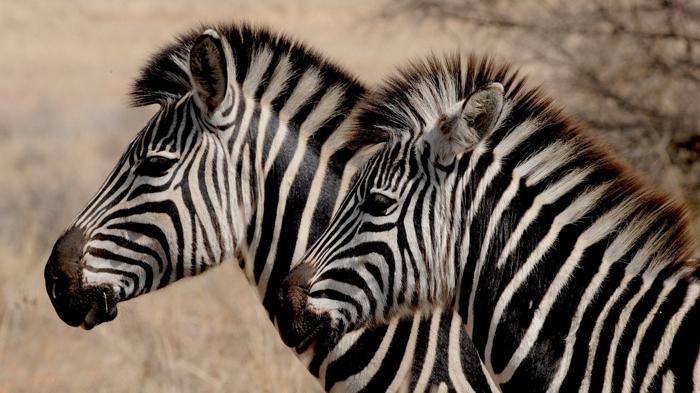 Namibia abbattimento animali selvatici per siccità