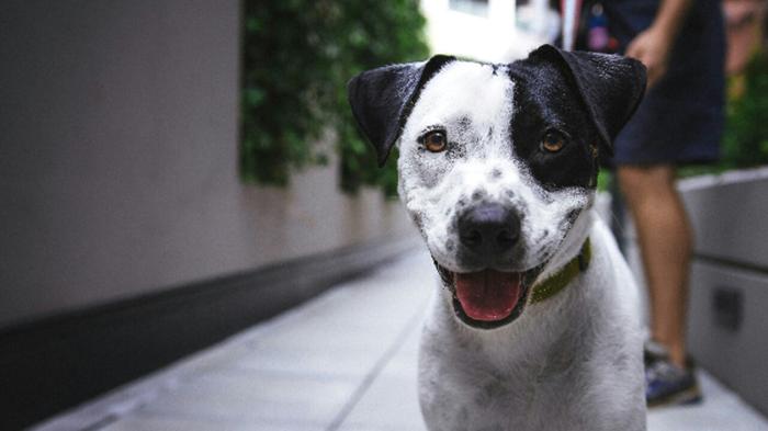 Come i cani reagiscono alla pensione: emozioni e comportamenti